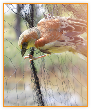 Bird Netting image 1